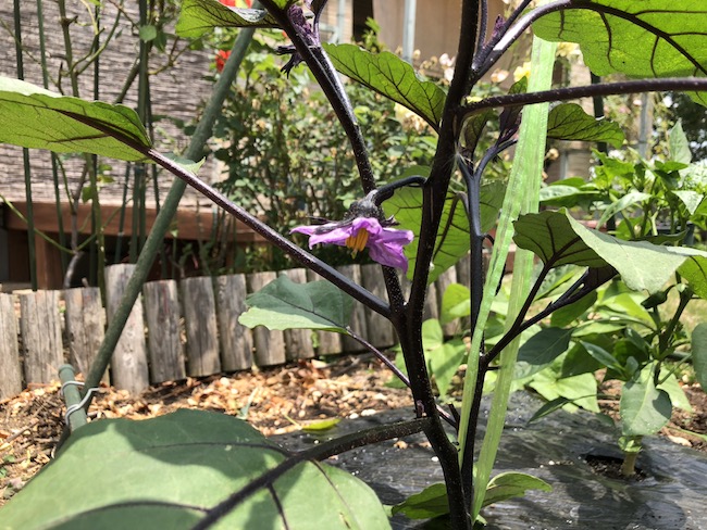 f:id:sk6960:20190601122208j:plain