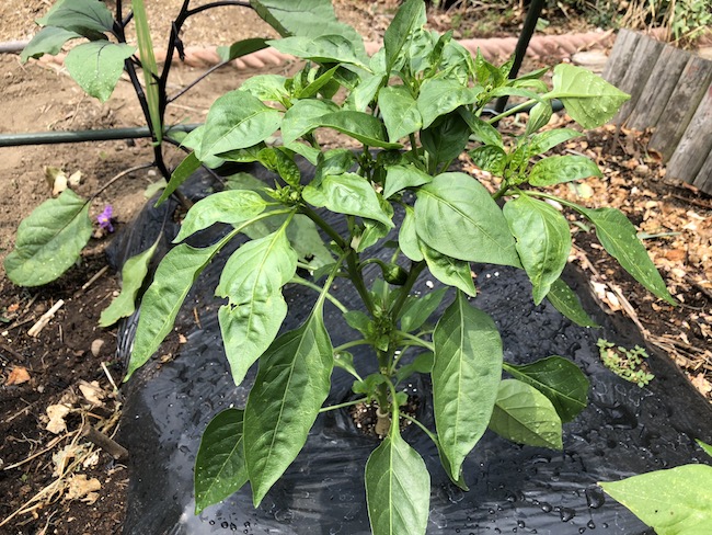 f:id:sk6960:20190601122245j:plain