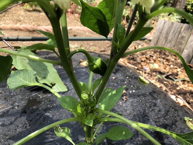 f:id:sk6960:20190601122247j:plain