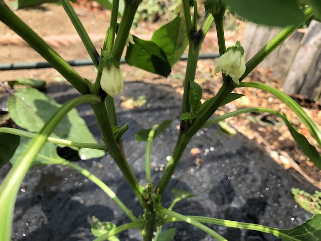 f:id:sk6960:20190601122310j:plain