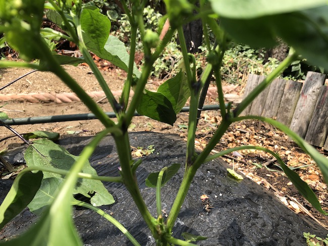 f:id:sk6960:20190601122312j:plain