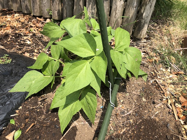 f:id:sk6960:20190601122314j:plain