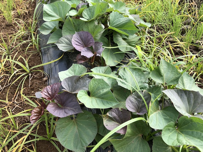 f:id:sk6960:20190622082841j:plain
