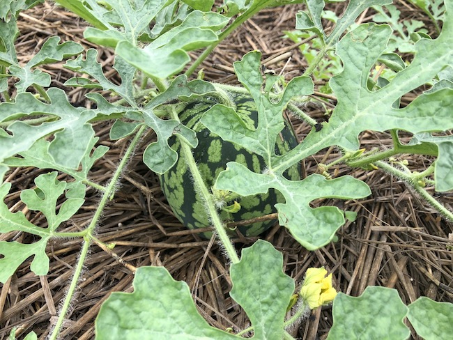 f:id:sk6960:20190630131159j:plain