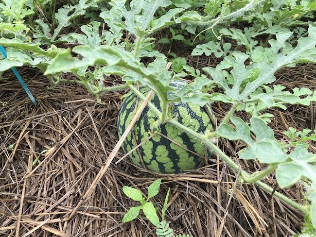 f:id:sk6960:20190630131203j:plain