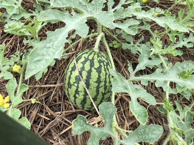 f:id:sk6960:20190630131208j:plain