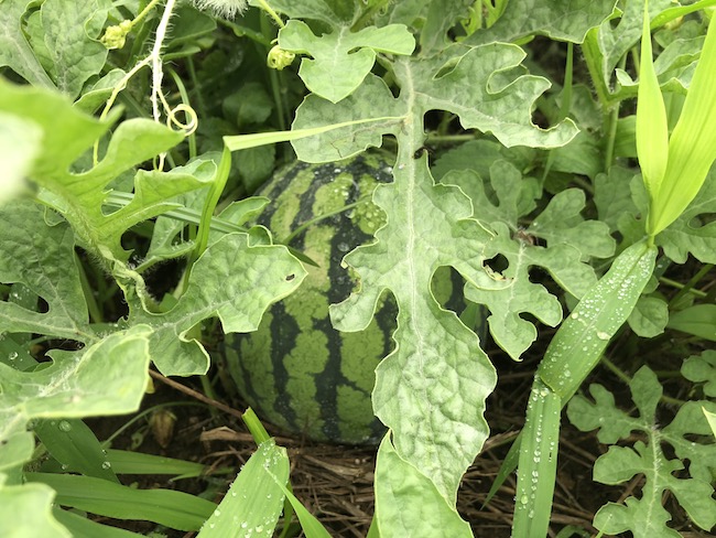 f:id:sk6960:20190630131215j:plain