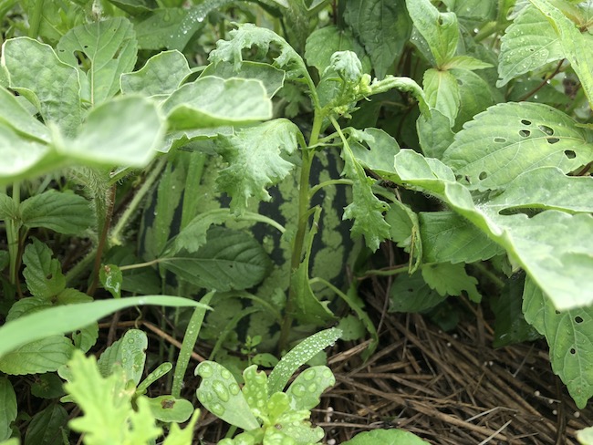 f:id:sk6960:20190630131218j:plain