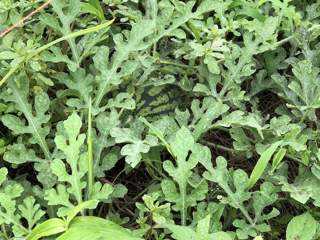 f:id:sk6960:20190630131222j:plain