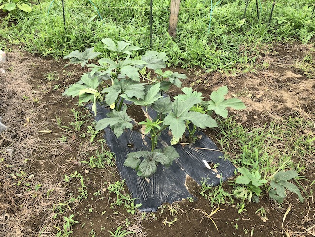 f:id:sk6960:20190720163107j:plain