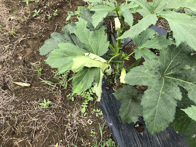 f:id:sk6960:20190720163111j:plain