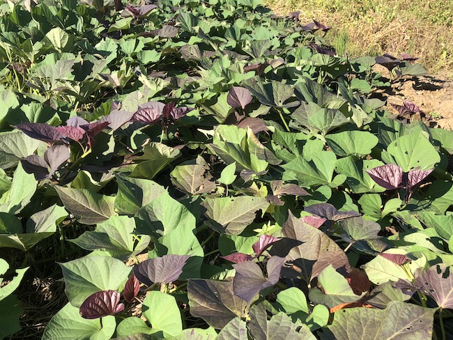 f:id:sk6960:20190805135307j:plain