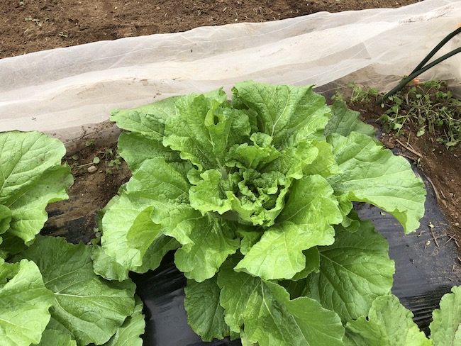 f:id:sk6960:20191006141357j:plain