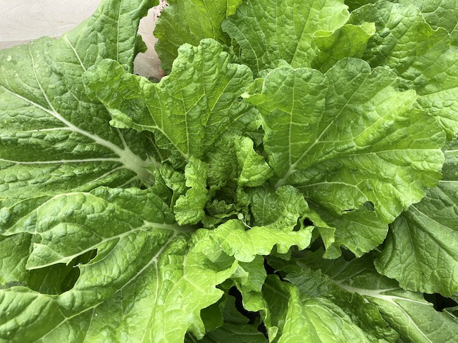 f:id:sk6960:20191006141404j:plain