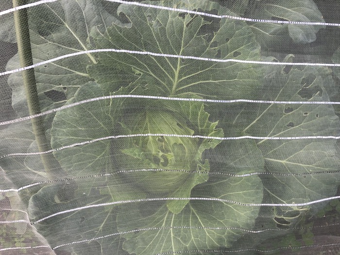 f:id:sk6960:20191027080147j:plain