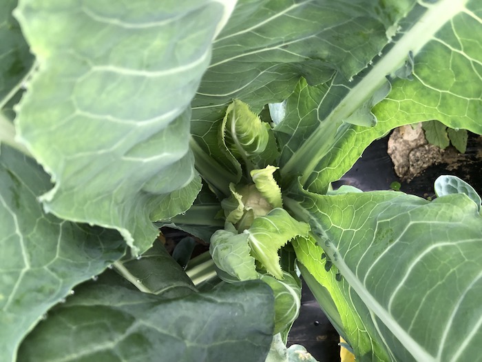 f:id:sk6960:20191027080155j:plain