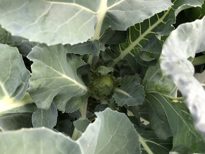 f:id:sk6960:20191027080159j:plain