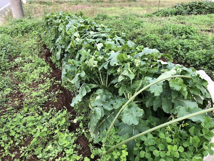 f:id:sk6960:20191027080204j:plain