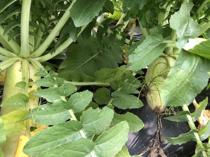 f:id:sk6960:20191027080208j:plain