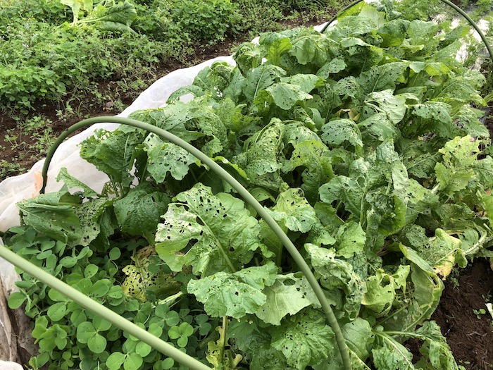 f:id:sk6960:20191027080216j:plain