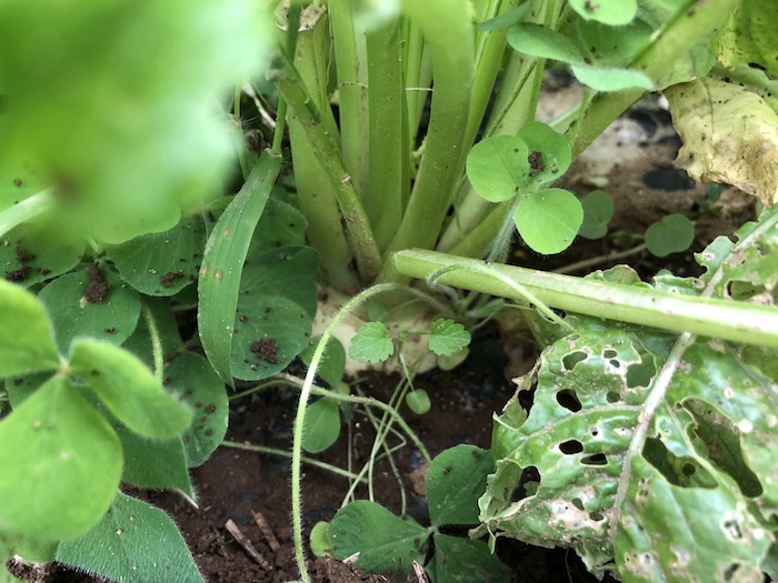 f:id:sk6960:20191027080221j:plain