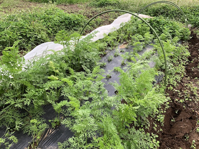 f:id:sk6960:20191027080225j:plain