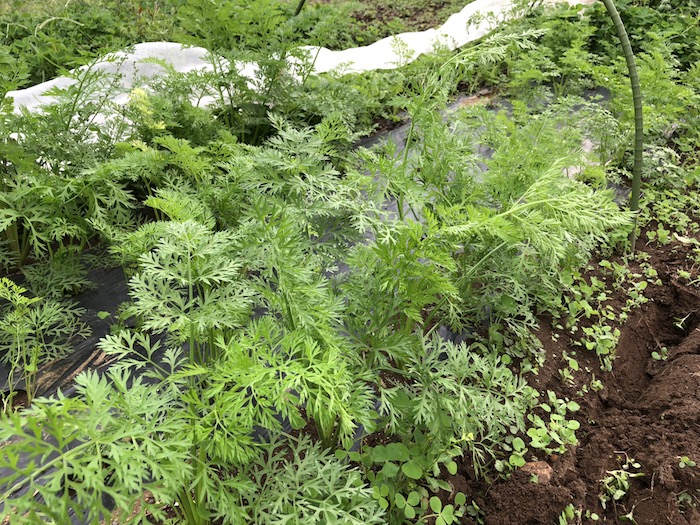 f:id:sk6960:20191027080229j:plain