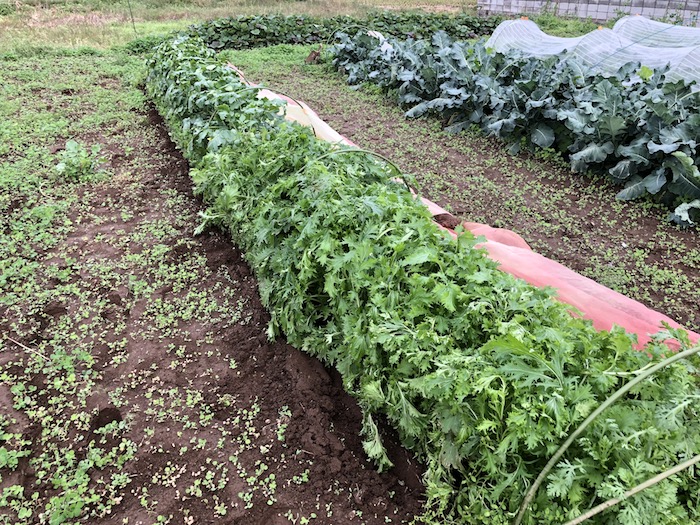 f:id:sk6960:20191027080232j:plain