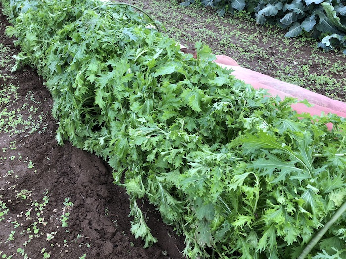 f:id:sk6960:20191027080236j:plain