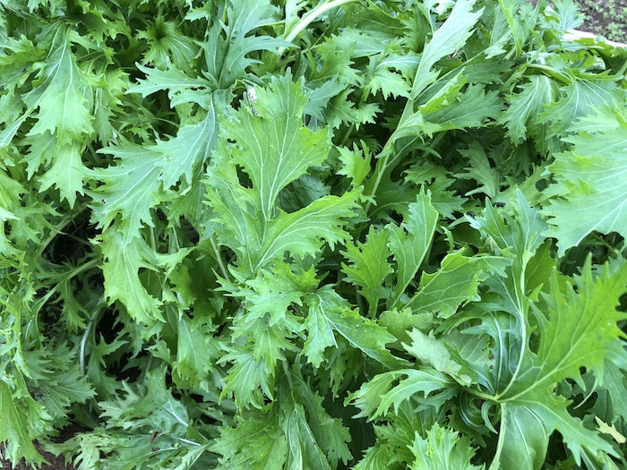 f:id:sk6960:20191027080239j:plain