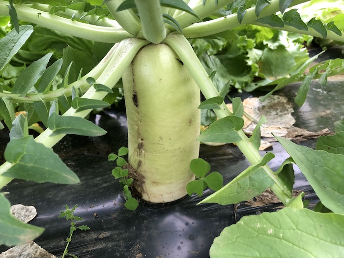 f:id:sk6960:20191027080249j:plain