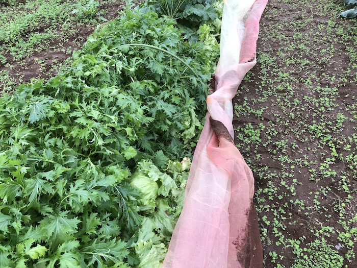 f:id:sk6960:20191027080253j:plain