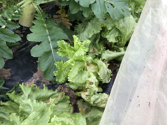 f:id:sk6960:20191027080257j:plain