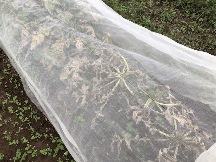 f:id:sk6960:20191027080304j:plain