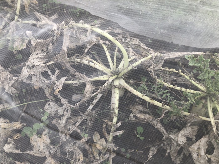 f:id:sk6960:20191027080308j:plain