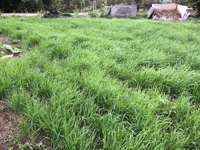 f:id:sk6960:20191027080312j:plain