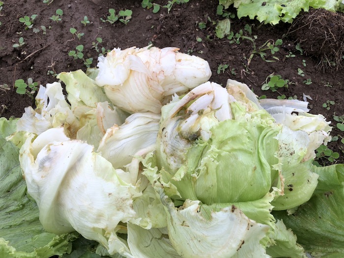 f:id:sk6960:20191027080316j:plain