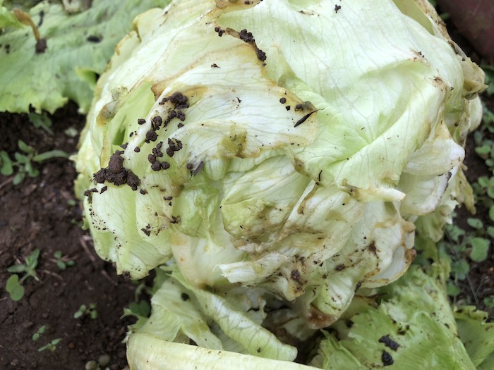 f:id:sk6960:20191027080322j:plain