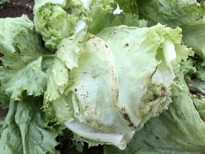 f:id:sk6960:20191027080326j:plain