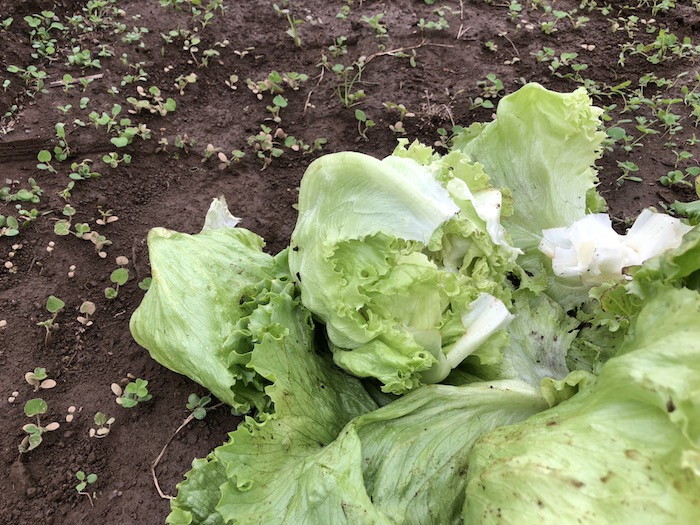 f:id:sk6960:20191027080330j:plain