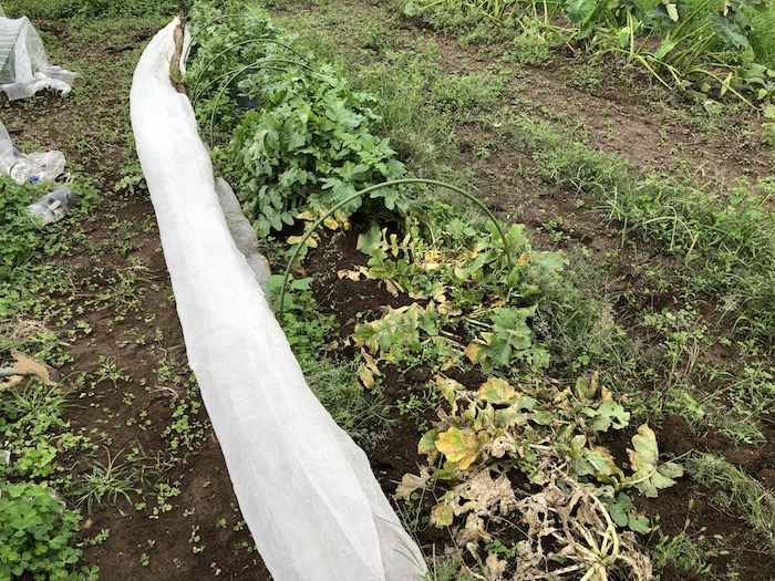 f:id:sk6960:20191027080335j:plain