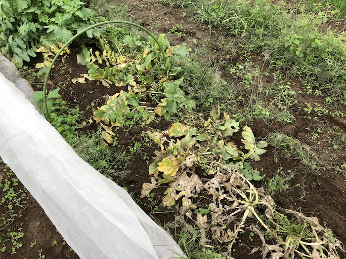 f:id:sk6960:20191027080338j:plain