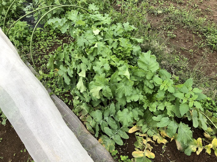 f:id:sk6960:20191027080343j:plain