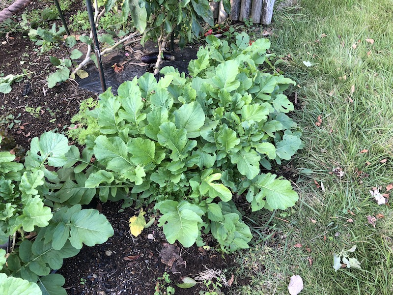 f:id:sk6960:20191027161948j:plain