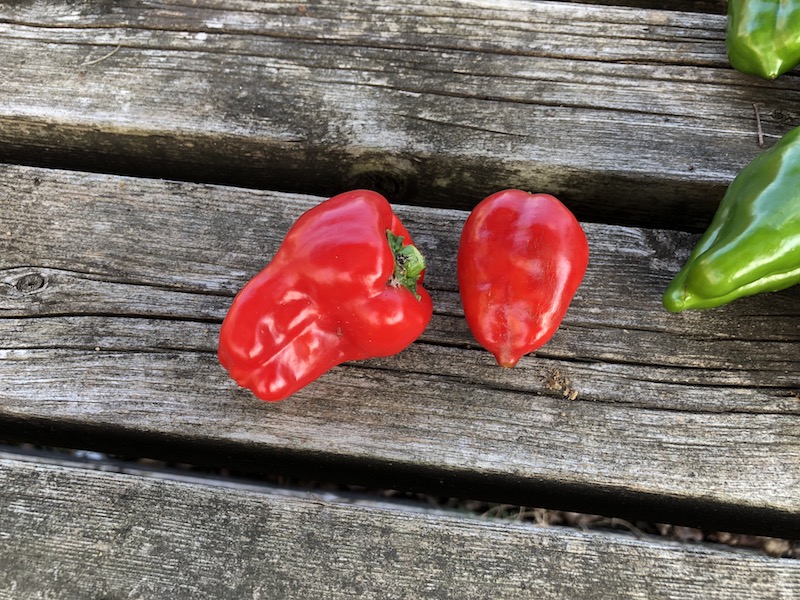 f:id:sk6960:20191027161957j:plain