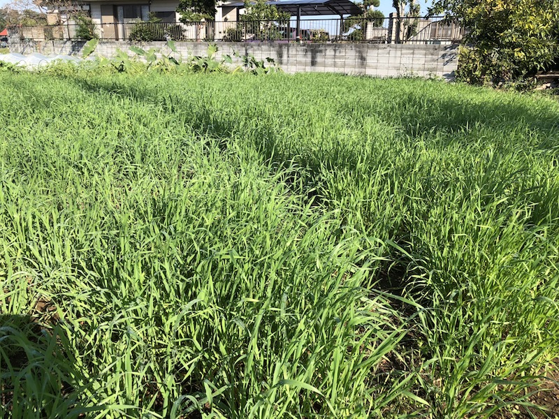 f:id:sk6960:20191101131054j:plain