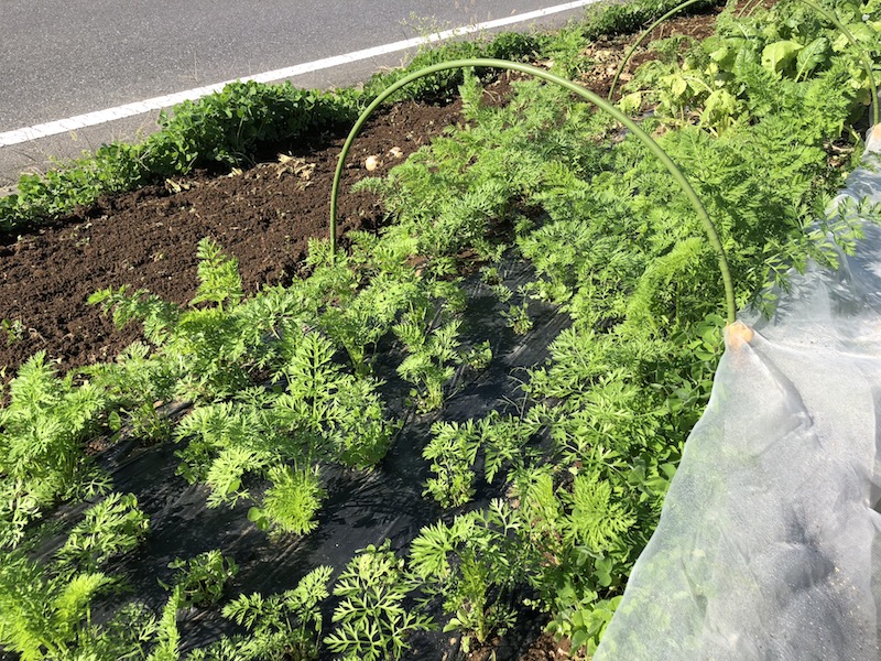 f:id:sk6960:20191101131136j:plain