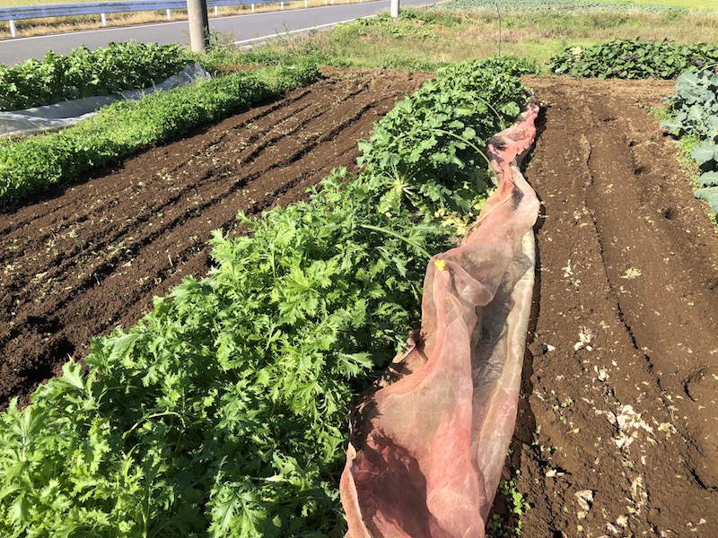 f:id:sk6960:20191101131155j:plain