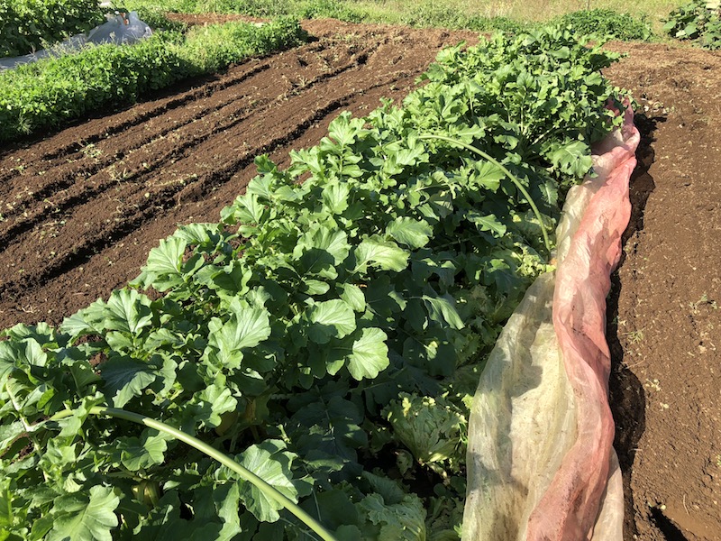 f:id:sk6960:20191101131213j:plain