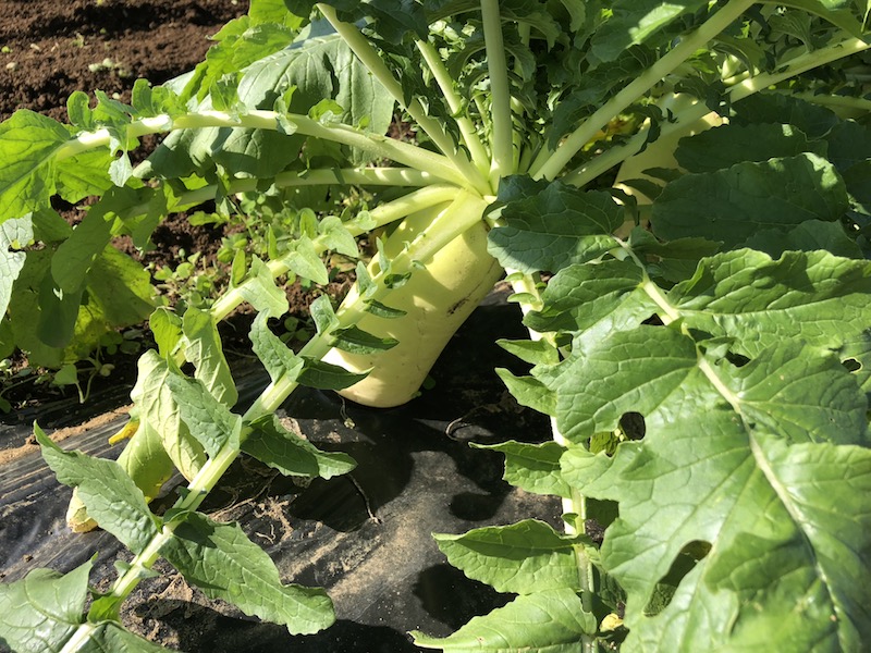 f:id:sk6960:20191101131219j:plain